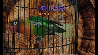 lovebird konslet,lovebird jeda rapat, lovebird sardot