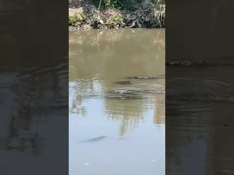 شيء غريب في الترعة امام عزبه ابو غزالة مركز شبراخيت محافظة البحيره يثير الرعب