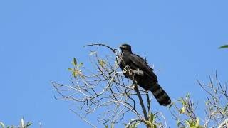 Black Hawk-Eagle: The Predator of the High Forests! Gavião-pega-macaco (Spizaetus tyrannus)