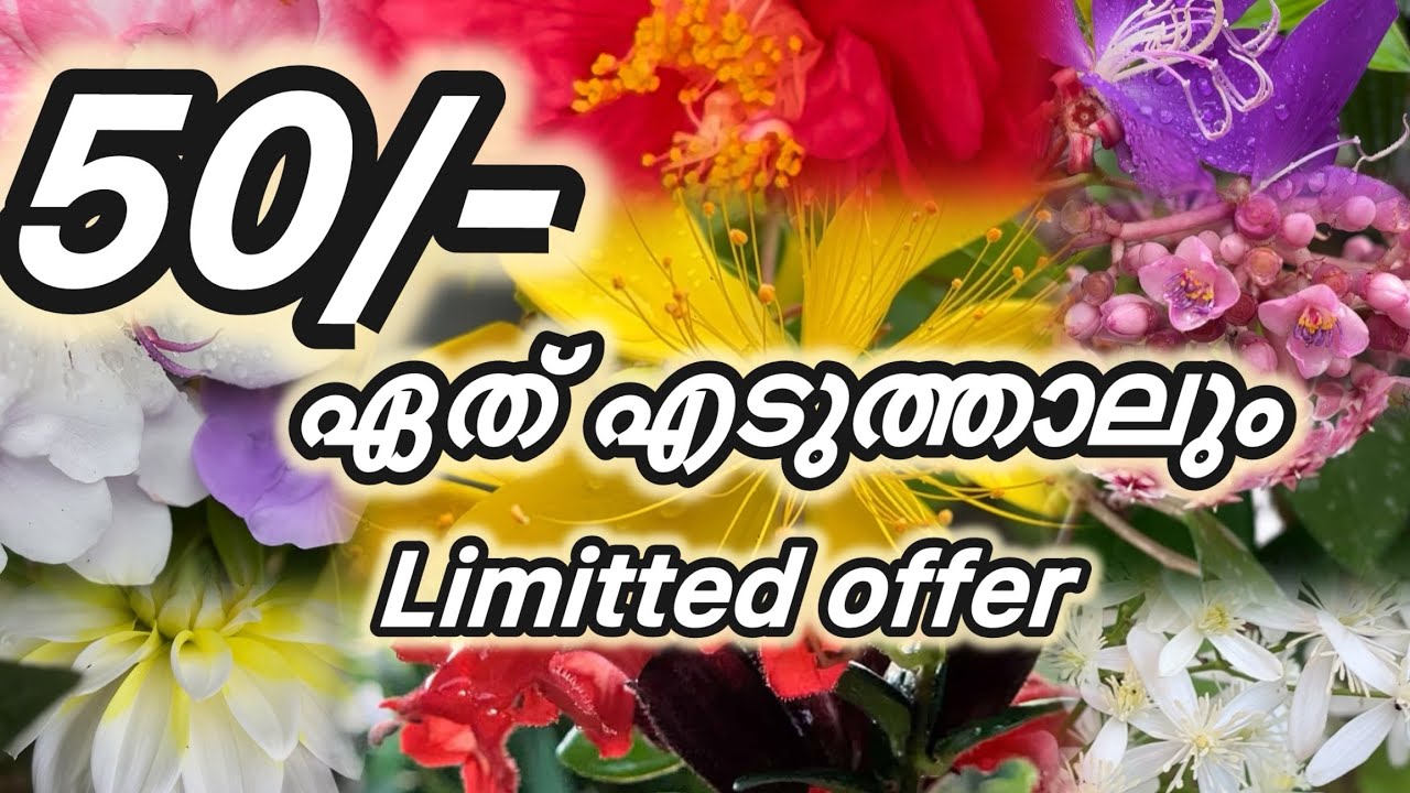 50/-മാത്രം ഏത് എടുത്താലും 200തരം പൂച്ചെടികൾ #viralshort #gardening #gardenflowers #garden 