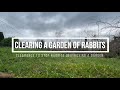 Clearing Rabbits From A Garden