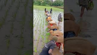 भात लावणीची पारंपारिक गाणी?भातलावणीpunepanshetfarming@mesmita5332