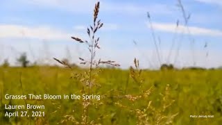 Grasses That Bloom in the Spring