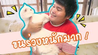 แมวขนร่วง | ทำไงดี | Mr.CatMan