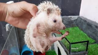 🦔 Hedgehog Pet - Funny Animals Compilation - Cute Hedgehog