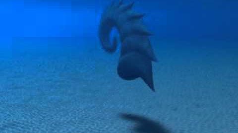 Sea Creature Animation