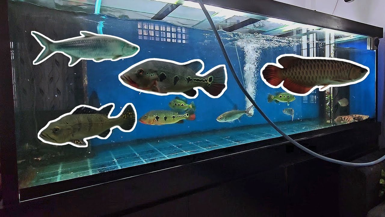 Tank cleaning day | ටැංකි පිරිසිදු කිරීමේ දිනය