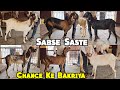 Chance Ke Bakriya | Sabse Saste Pregnant Goats Available At AS Goats Farm BabaNagar | Hyderabad