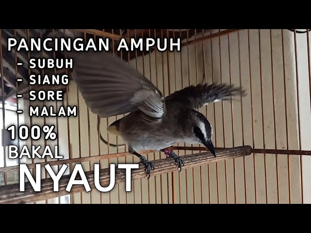 Pancingan AMPUH Subuh Siang Sore Malam Untuk Burung TRUCUKAN Agar Cepat RESPON NYAUT Dan GACOR class=