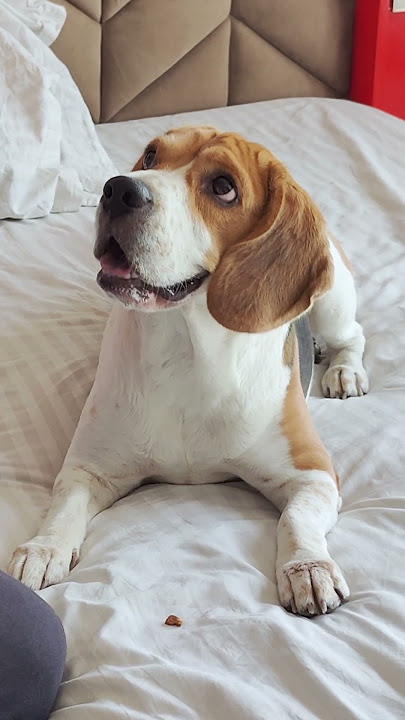 Are Beagles Easy to Train?