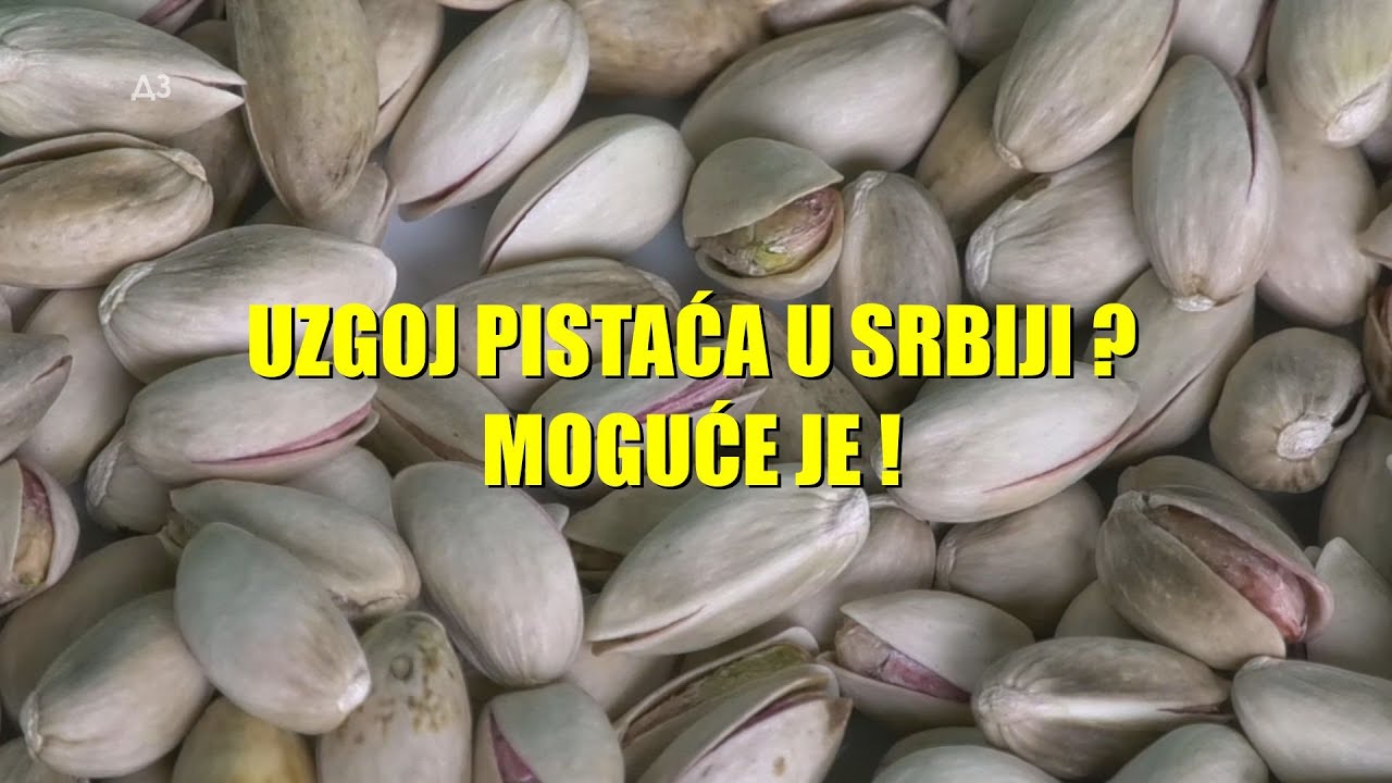 ŠOK - uzgoj PISTAĆA u SRBIJI je moguć  - rasadničar OSAM GODINA tražio koje sorte i kako ...