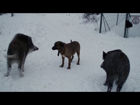 Dog Tosa Inu and Wild Boars