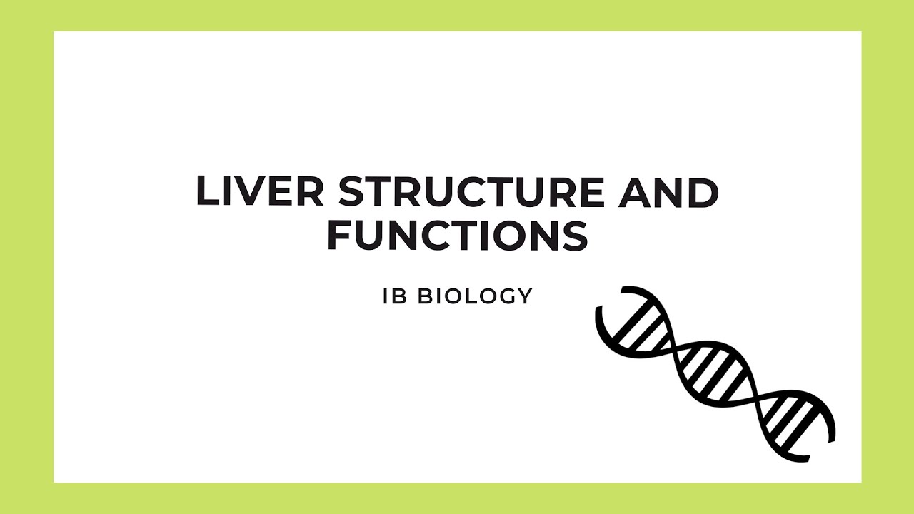 IB Biology: Liver Structure & Functions - YouTube
