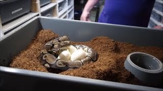 We GOT MORE EGGS.  Will I get BIT by the protective mother?