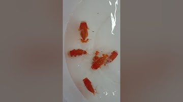 top view ranchu goldfish
