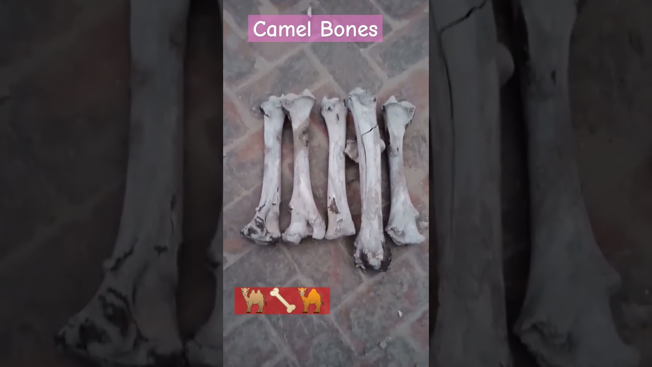 Camel Bones 6 years old. 