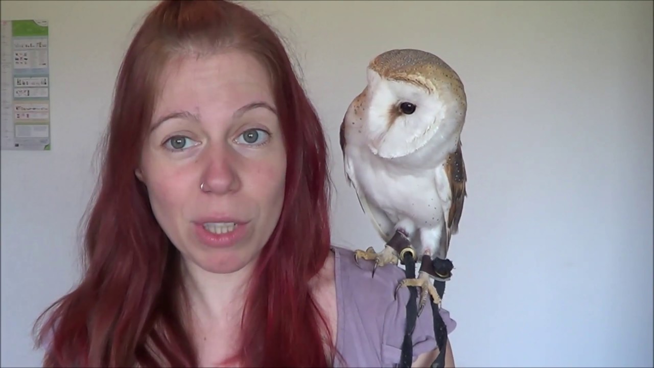 Can You Adopt An Owl As A Pet - PetsWall
