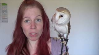 Basics Of Owning An Owl