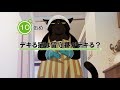 １０缶め「デキる猫は留守番がデキる？」予告動画