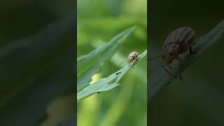 Ant wakes up Goldenrod Leaf Beetle