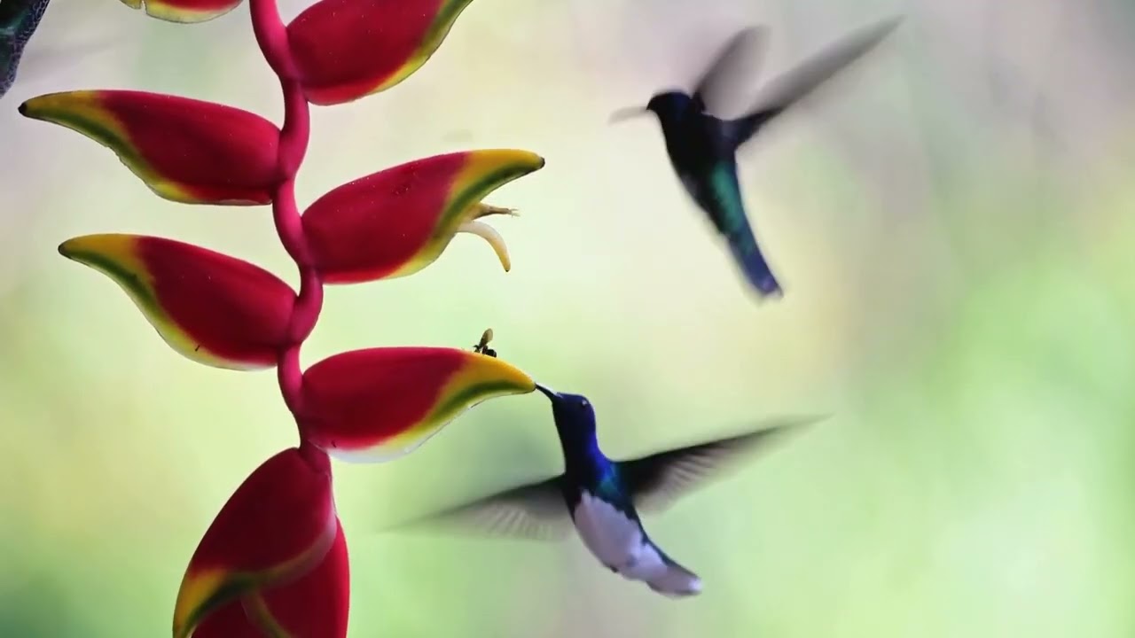 Skipp Whitman - Too Old to Fly