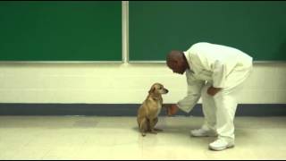 Prisoners Save Pooches From Doggie Death Row