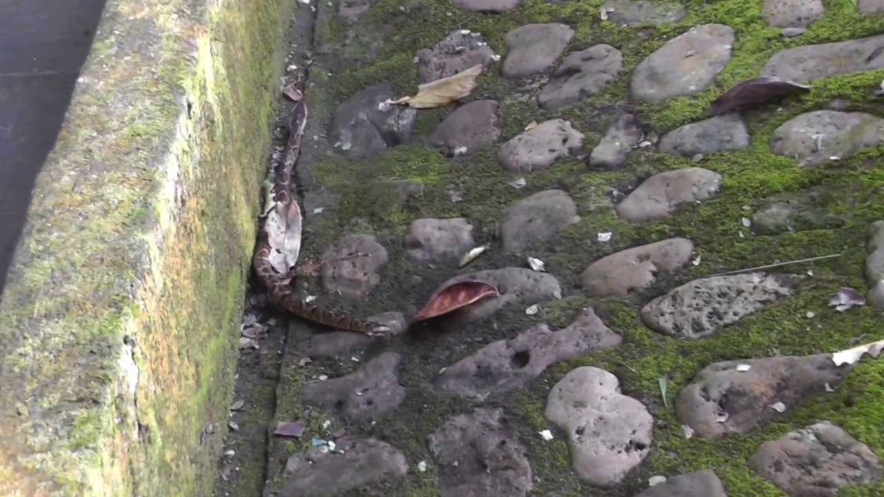 Nicaraguan Poisonous Snake Capture YouTube
