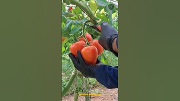 Panen Tomat🍅🍅
