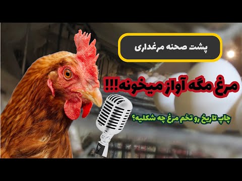 تصویری: نگهداری مرغ های تخمگذار در کشور و مراقبت از آنها