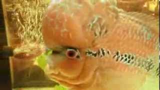 Faces Together Prisoner Animals Se Asia Series24