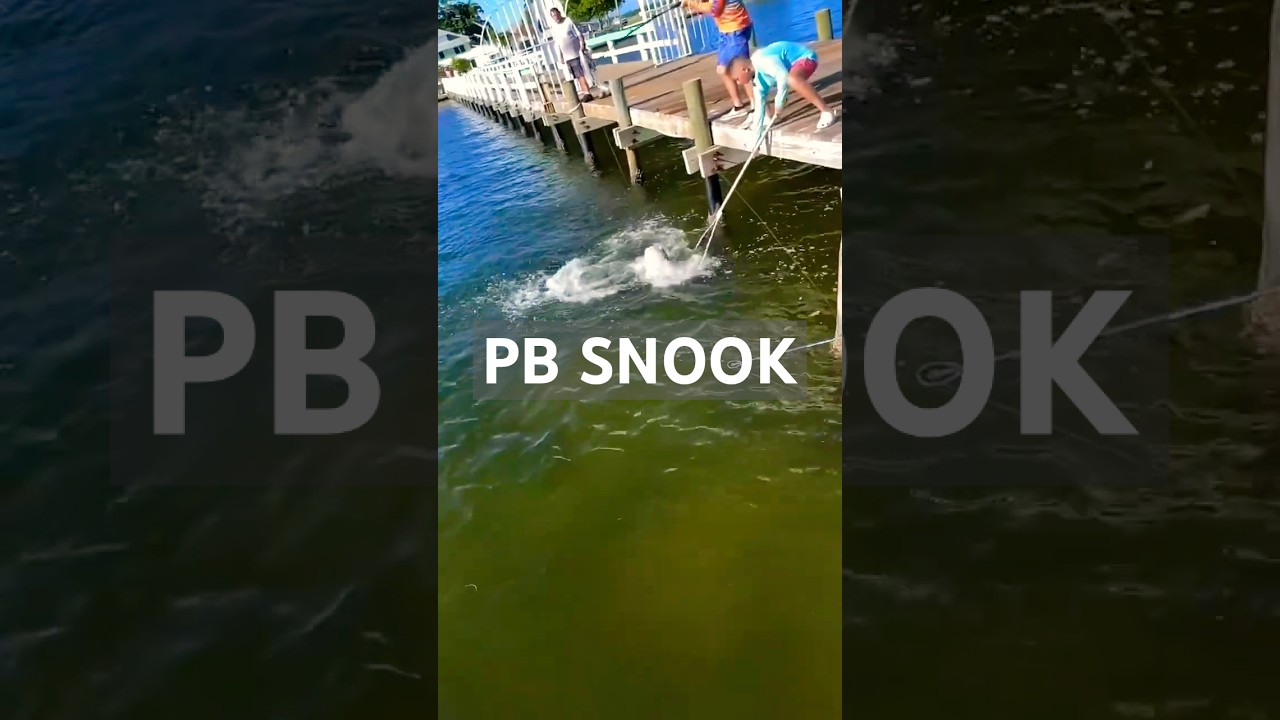 41-inch Snook PB at Bokeelia Fishing Pier | My secret bait for BIG SNOOK!