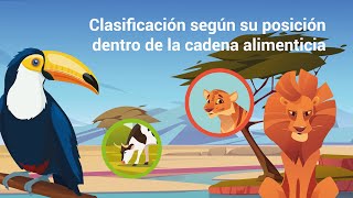 Clasificación según su posición dentro de la cadena alimenticia Clasificación según su posición dentro de la cadena alimenticia