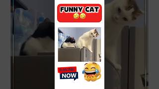 #funnycats #cat #funny 🤣🤣