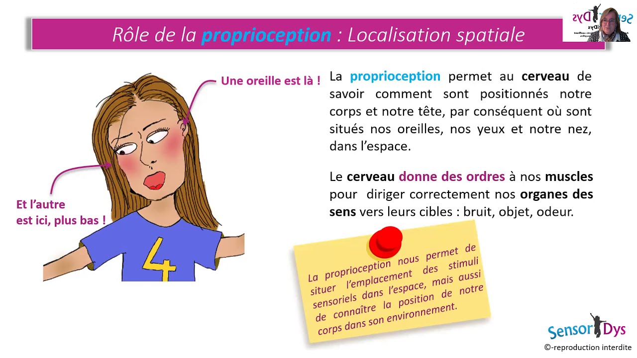 Partie I : La Proprioception