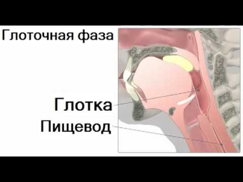 Акт глотания (анатомия человека)