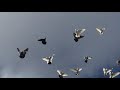 #Pigeon.Тренировка красивых пискунов в ветер.