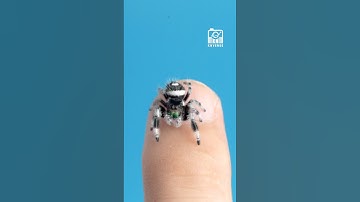 The Cutest JUMPING SPIDER ❤️