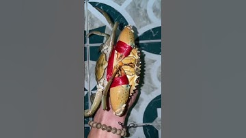 Cách phân biệt cua gạch và cua thịt