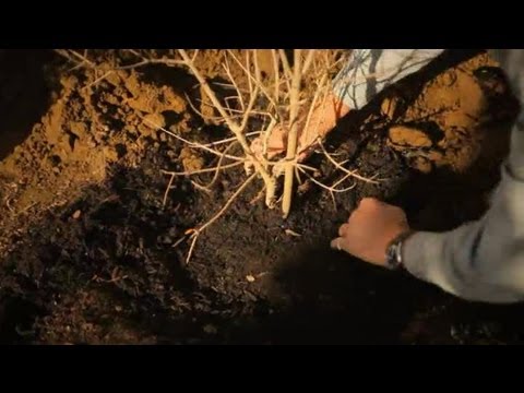 Video: How to Spread Mulch Around Trees: 10 Steps