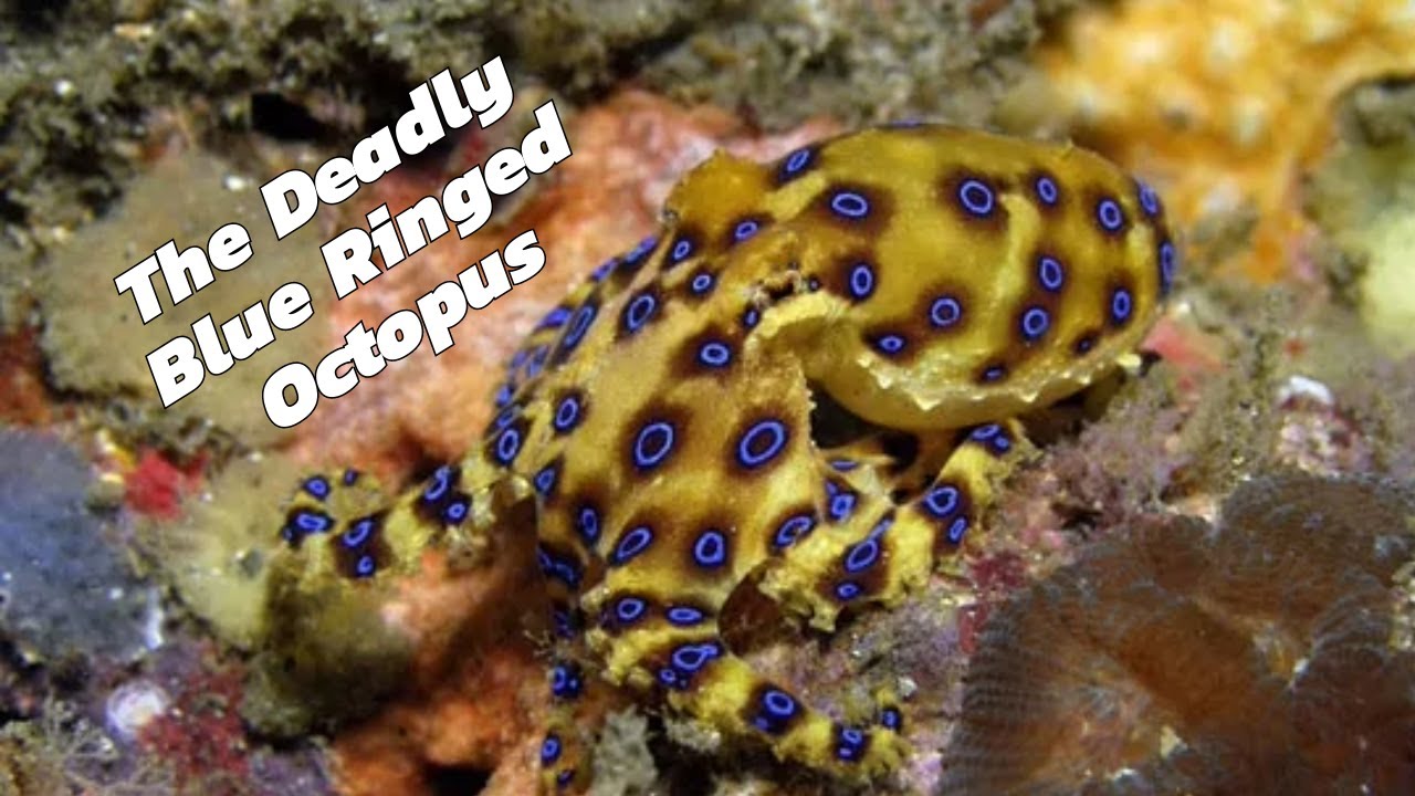 Lethal Beauty: Inside the World of the Blue-Ringed Octopus - YouTube