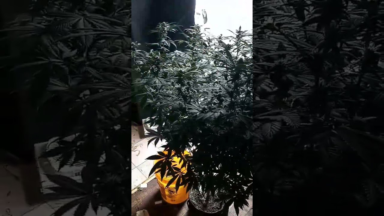 Pressure Clone (Gary Payton x Rainbow Chip)