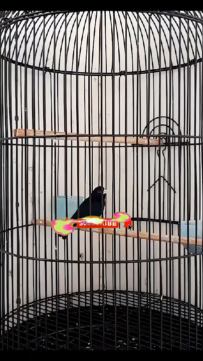 INDIGO GACOR ATAU JANDA BIRU @Thevoicemastering #birds #shorts