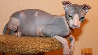 Top 10 Most Bizarre Cat Breeds @MrTOP-zc5zw