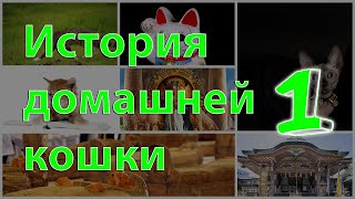 История домашней кошки (ч.1)  Самая быстрая домашняя кошка. Большинство домашних кошек — близорукие.