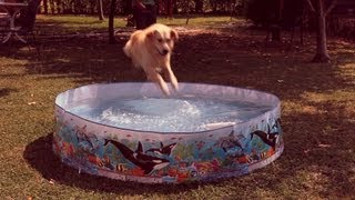 Games and retrieves with young golden retriever in baby swimming pool, dog training screenshot 4