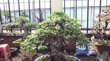 Cây đẹp giá cũng đẹp - beautiful bonsai at Dan Phuong bonsai market
