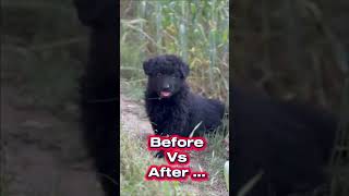 Black German Shepherd Puppy Transformation 😱 | 1 Month vs 3 Months Growth – Unbelievable Change! 🐾