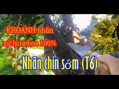 Video: Đặc điểm Của Actinidia, Thời điểm Ra Hoa Và Chín