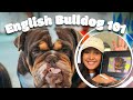 Learn About English Bulldogs, While I Painting One in Two Minutes!