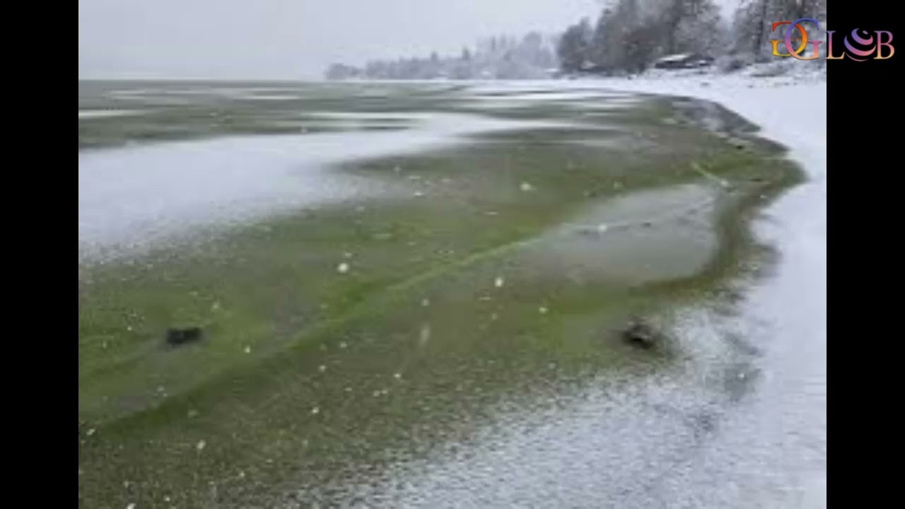 Surprising green ice on Lake Lipno  Cyanobacteria bloom in mid winter